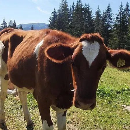 Apartman Le Torrent Les Diablerets